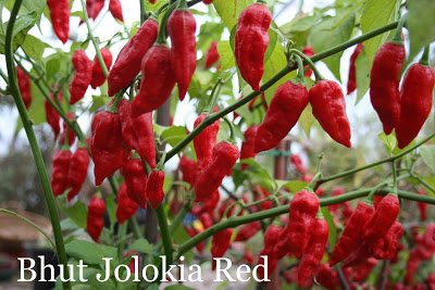 Bhut Jolokia red (Ghost Pepper Red) (10+*) (aso piparu sēklas)