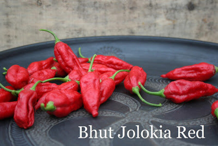 Bhut Jolokia red (Ghost Pepper Red) (10+*) (asā pipara stāds podiņā)