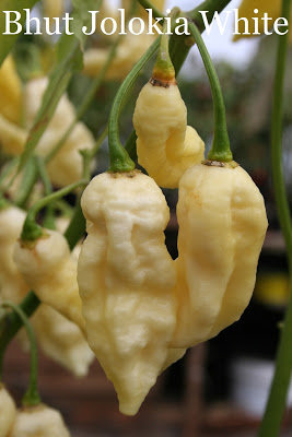 Bhut Jolokia white (Ghost Pepper White) (10+*) (aso piparu sēklas)