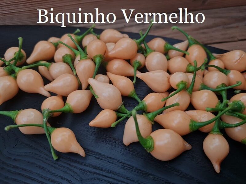 Biquinho Vermelho, rozā (1*) (asā pipara stāds podiņā)