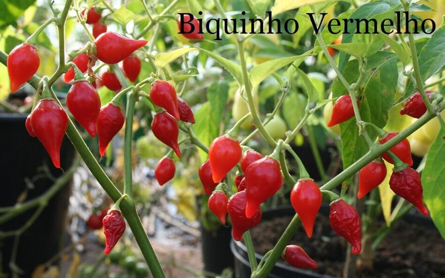 Biquinho Vermelho, sarkans (1*) (asā pipara stāds podiņā)