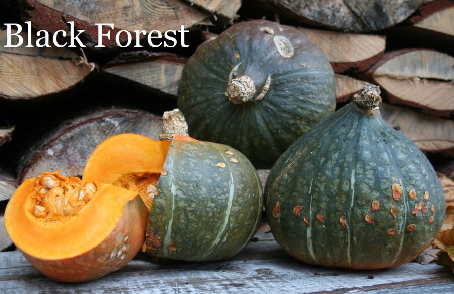 Black Forest (ķirbju sēklas)