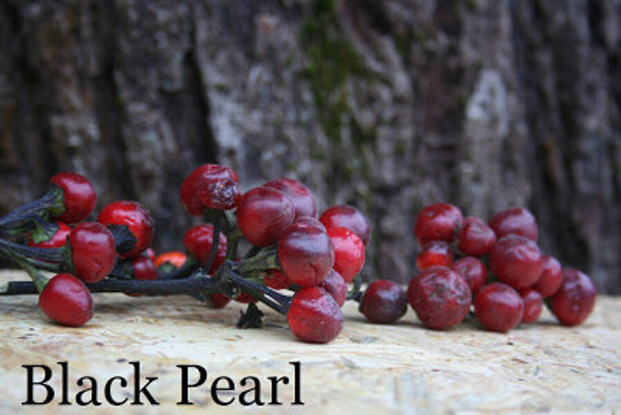 Black pearl (8*) (asā pipara stāds podiņā)