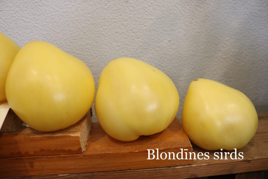 Blondīnes sirds (tomātu sēklas)