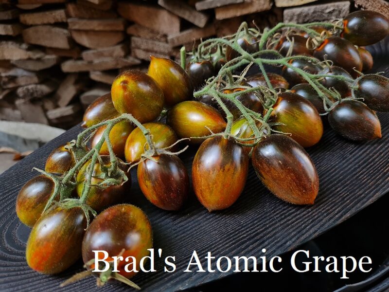 Brad's Atomic Grape (tomāta stāds no kastes)