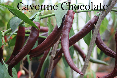 Cayenne chocolate (7*) (aso piparu sēklas)