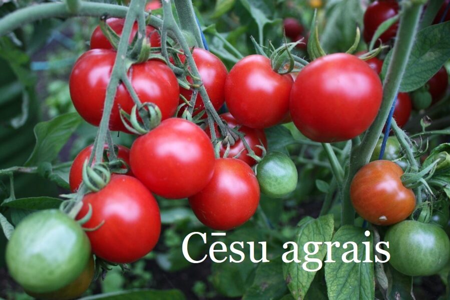 Cēsu agrais (tomāta stāds podiņā)