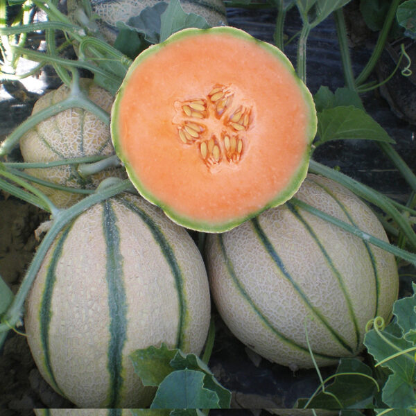Melone 'Charentais'
