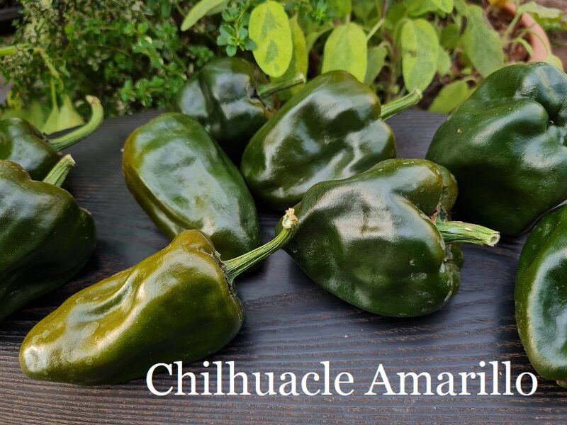 Chilhuacle Amarillo (5*) (aso piparu sēklas)