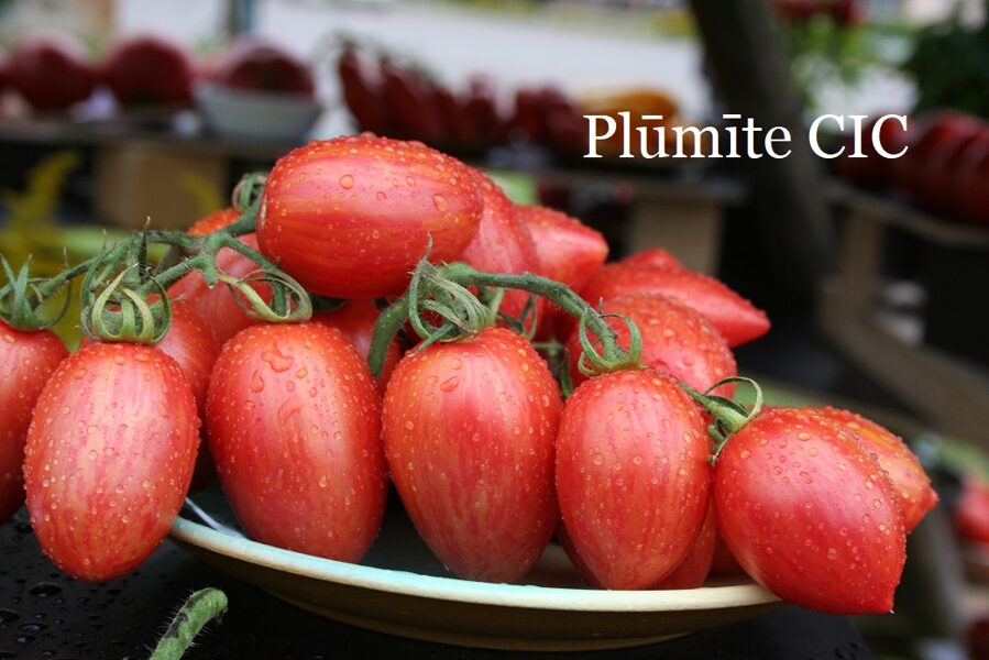 Plūmīte CIC (tomāta stāds podiņā)