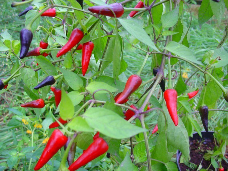 Čin-giz-hans (4*) (asā pipara stāds podiņā)