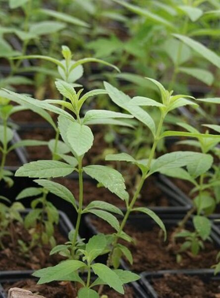 Citronlipija jeb Citronverbena (stāds podiņā)