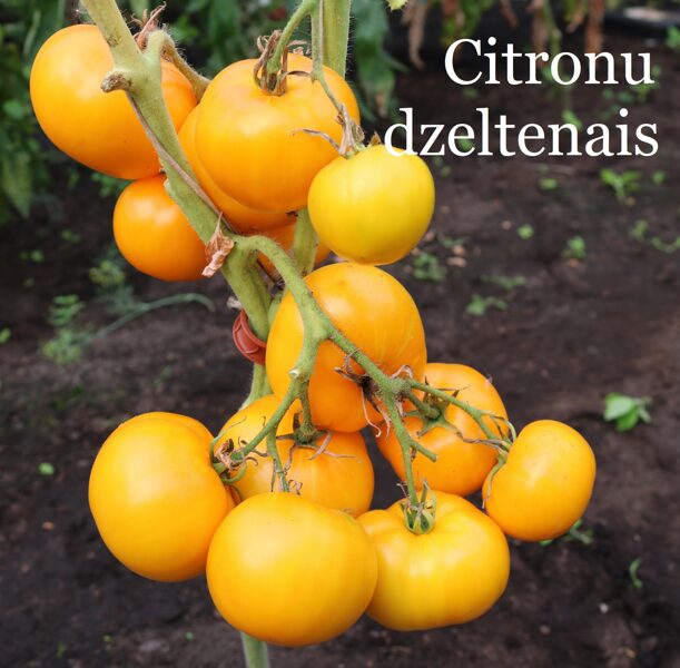Citronu dzeltenais (tomātu sēklas)