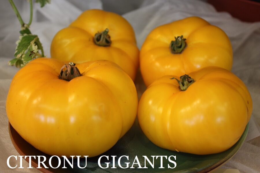 Citron-gigants (stāds bez podiņa)