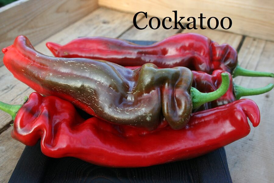 Cockatoo (paprikas stāds podiņā)