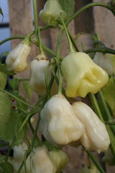 Cream Fantasy (4*) (asā pipara stāds podiņā)