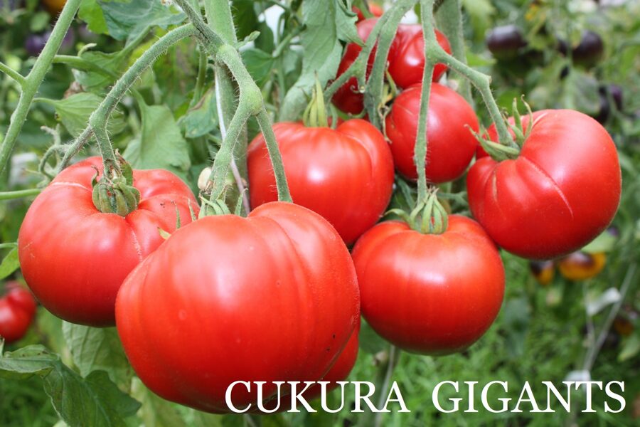 Cukura gigants (tomāta stāds podiņā)