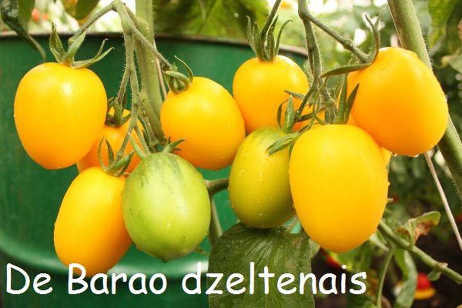 De Barao dzeltenais (tomātus sēklas)