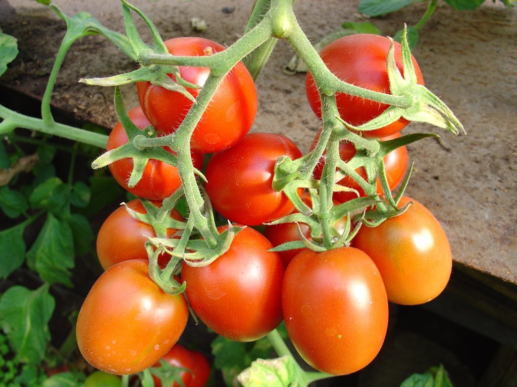 De Barao sarkanais (tomātus sēklas)