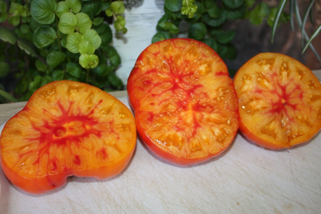 Divcolor tomāts (stāds podiņā)