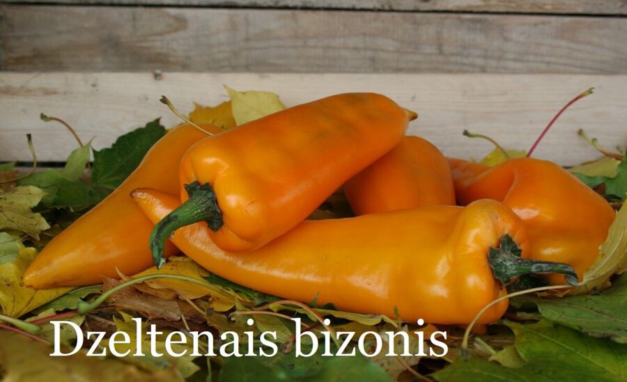 Dzeltenais bizonis (paprikas stāds podiņā)
