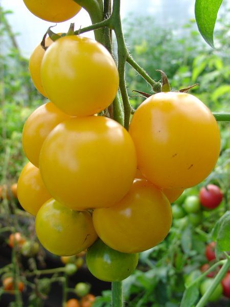 Dzeltanais  helio (tomātu sēklas)