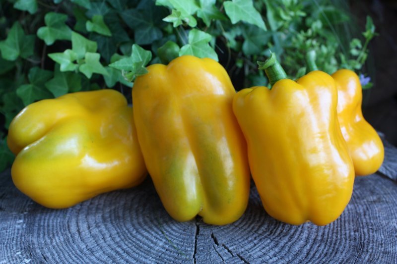 Kalifornijas brīnums dzeltenais (paprikas sēklas)