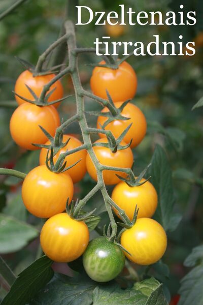 Dzeltenais tīrradnis (tomātu sēklas)