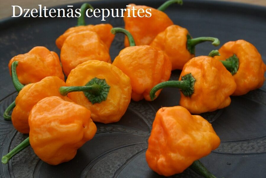 Dzeltenās cepurītes (9*) (asā pipara stāds podiņā)