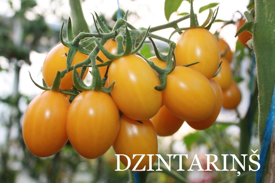 Dzintariņš (tomāta stāds no kastes)