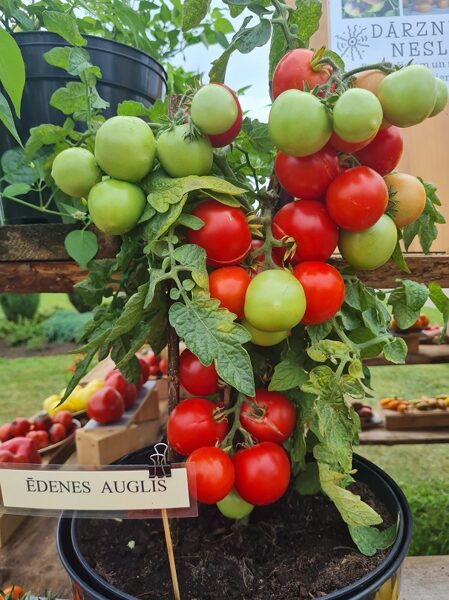 Ēdenes auglis (tomātu sēklas)