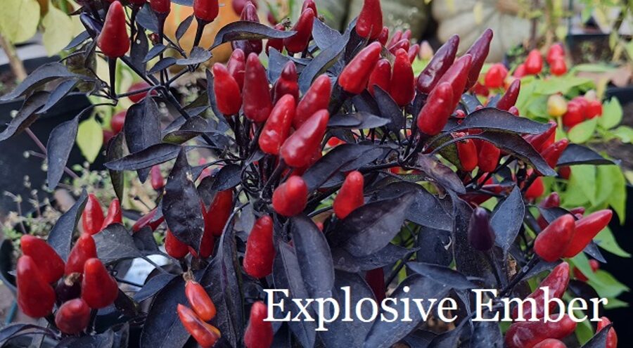 Explosive Ember (6*) (aso piparu sēklas)