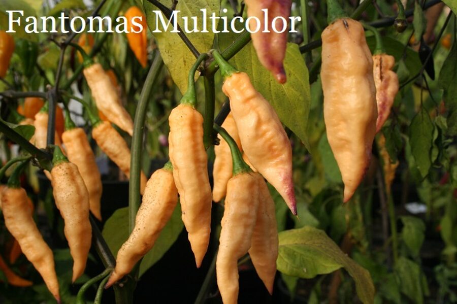 Fantomas Multicolor (10+*) (aso piparu sēklas)