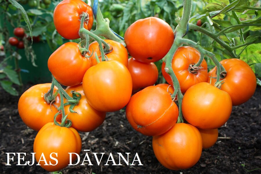 Fejas dāvana (tomātu sēklas)