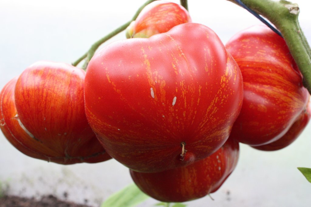 Salūts Feuerwerk (tomātu sēklas)