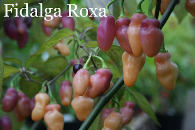 Fidalga Roxa (6*) (aso piparu sēklas)