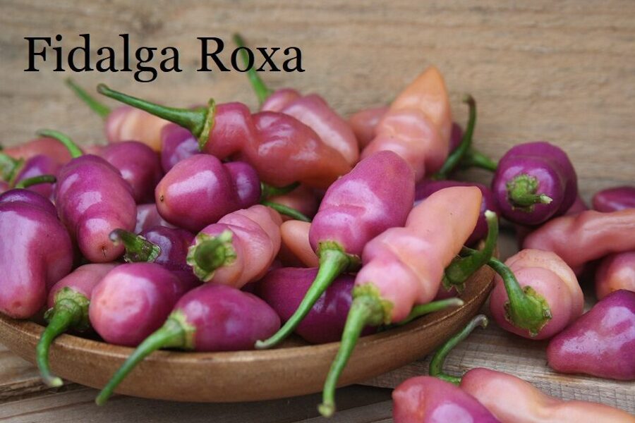 Fidalga Roxa (6*) (asā pipara stāds podiņā)