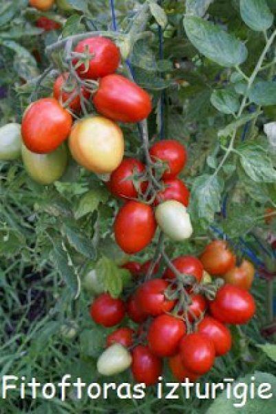 Fitoftoras izturīgie (tomātu sēklas)