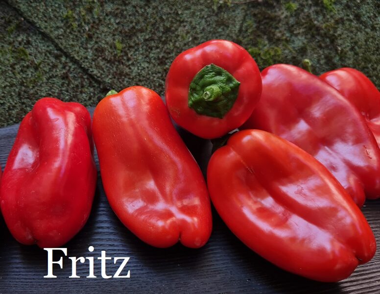 Fritz (paprikas sēklas)