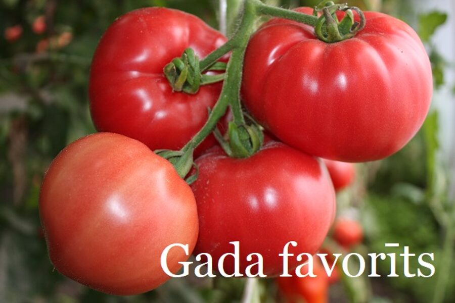 Gada favorīts (tomātu sēklas)