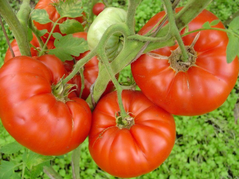 Galma tomāts (stāds bez podiņa)