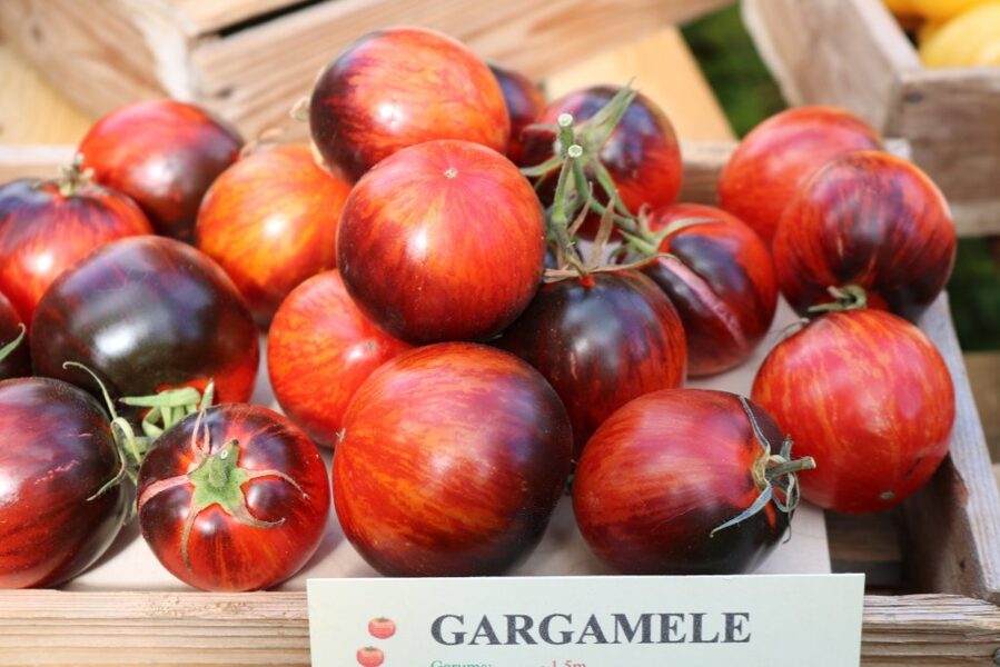 Gargamele (tomāta stāds podiņā)