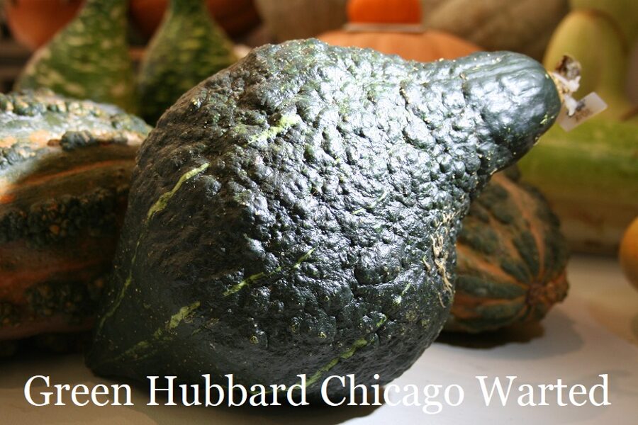 Green Hubbard Chicago Warted (ķirbju sēklas)