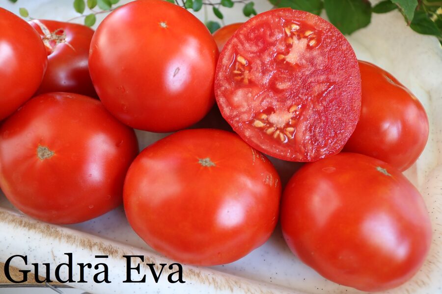 Gudrā Eva (tomātu sēklas)