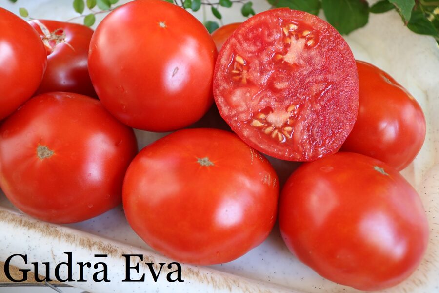 Gudrā Eva (tomāta stāds no kastes)