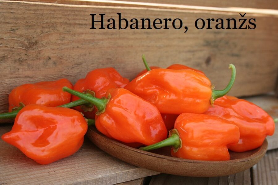 Habanero, oranžs (10*) (aso piparu sēklas)