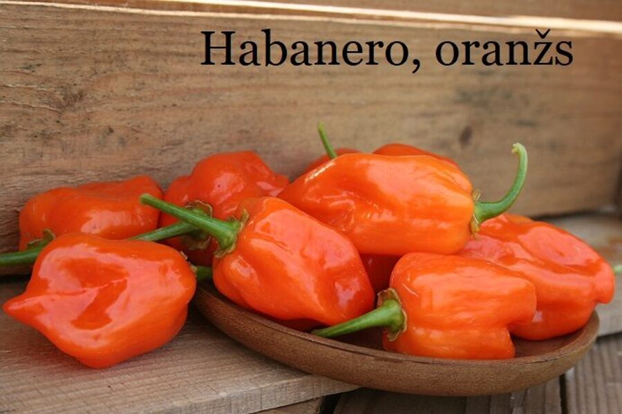 Habanero, oranžs (10*) (asā pipara stāds podiņā)