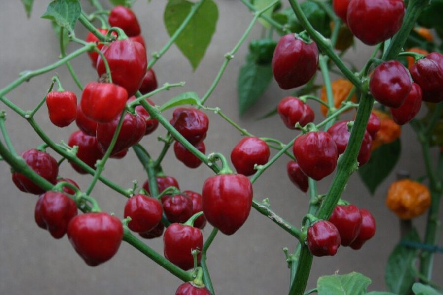 Habanero, sarkans (10*) (asā pipara stāds podiņā)