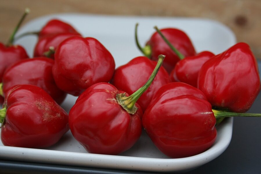 Habanero (10*) (stāds podiņā)