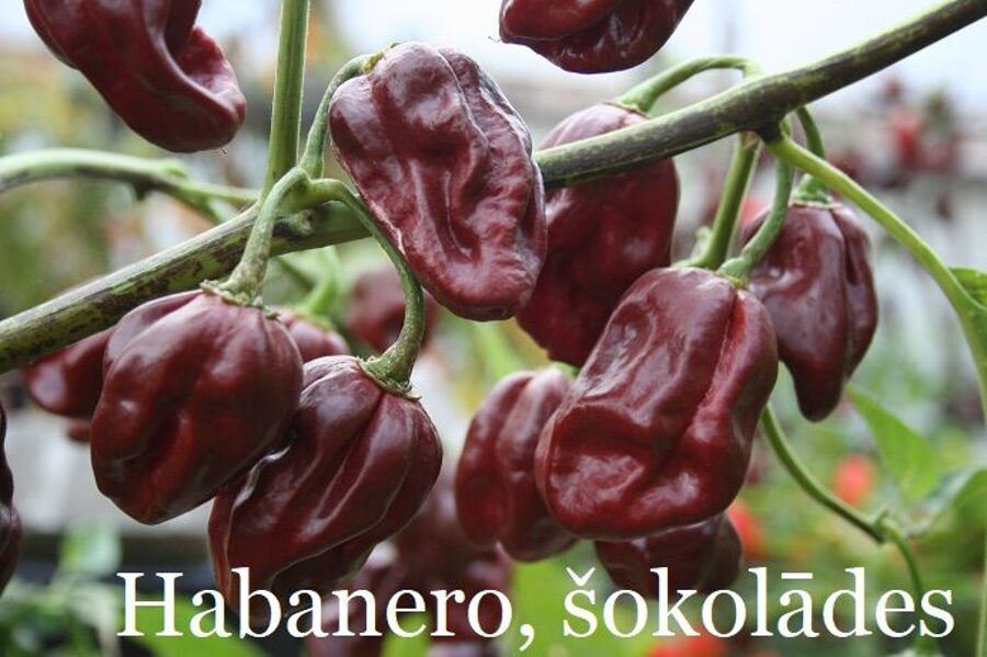 Habanero, šokolādes (10*) (asā pipara stāds podiņā)